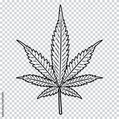 Cannabis leaf isolated on a transparent background. Marijuana leaf.