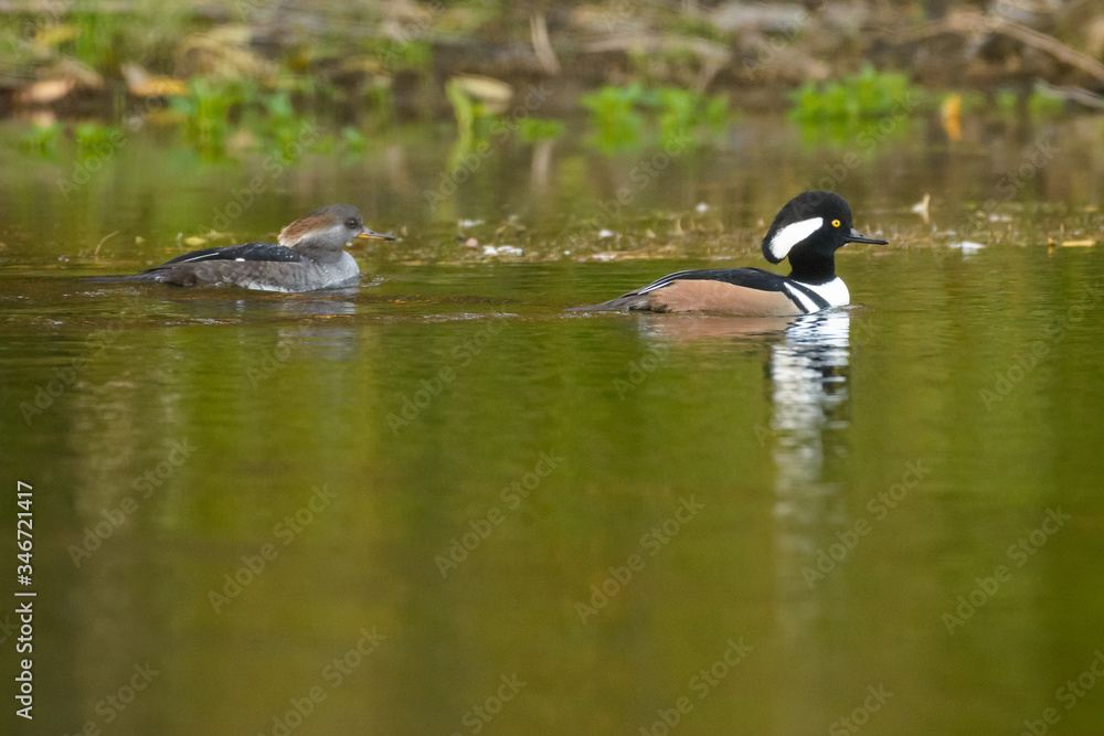 Male female drake hen hooded mergansers ducks swimming in water Male female drake hen hooded mergansers ducks swimming in water