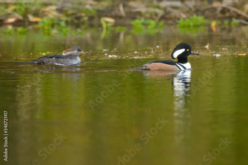 Male female drake hen hooded mergansers ducks swimming in water 