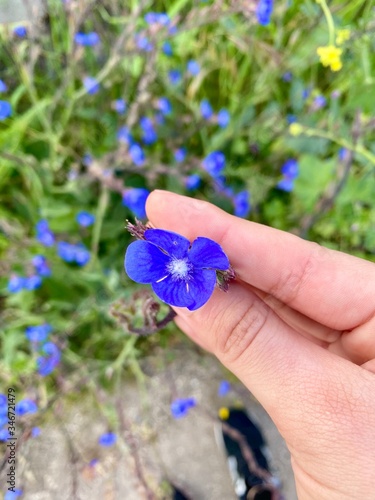 lintle flower photo