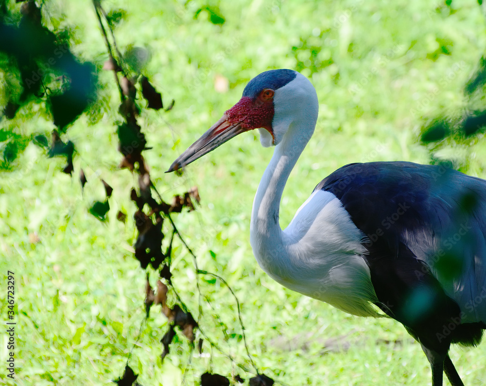 Fototapeta premium Crowned Crane on the lawn