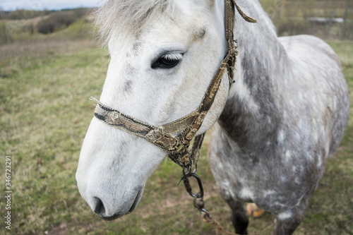 White horse close-up. A white horse walks on the field and eats grass. Pet mount on a leash