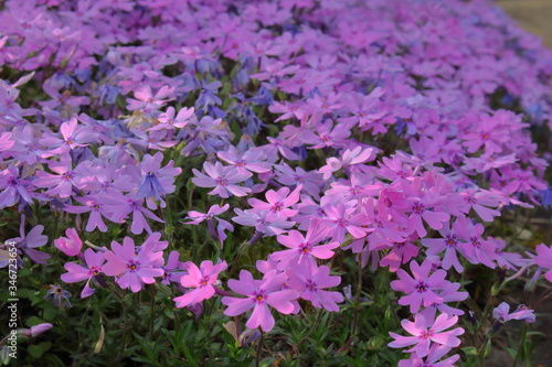 芝桜