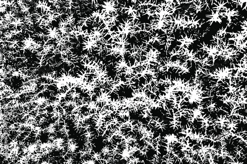 Grunge texture of the coniferous juniper tree. Vector illustration. Overlay template