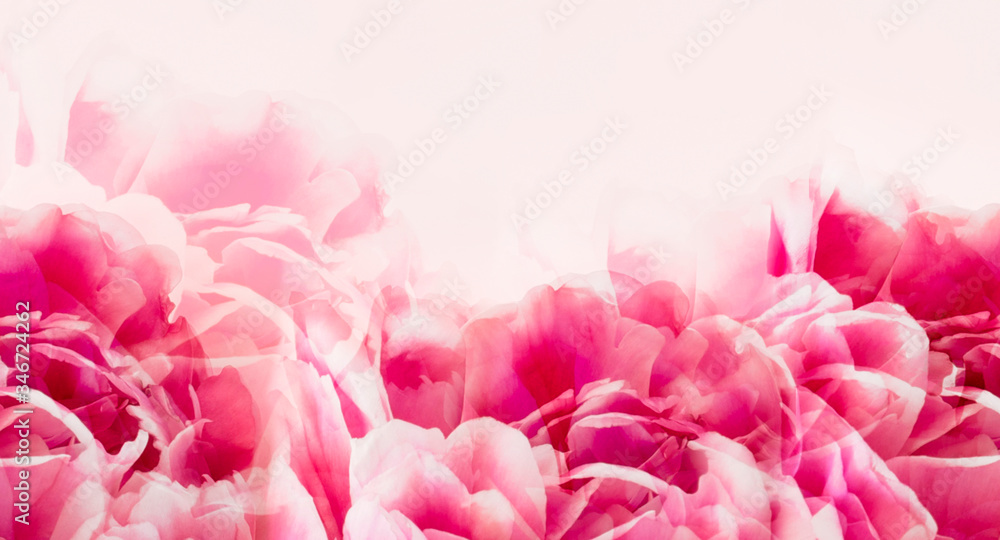Unfocused close up petals of peonies , soft and delicate floral background, double exposure.