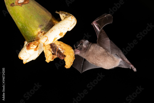 Fototapeta Naklejka Na Ścianę i Meble -  Lonchophylla robusta, Orange nectar bat The bat is hovering and drinking the nectar from the beautiful flower in the rain forest, night picture, Costa Rica
