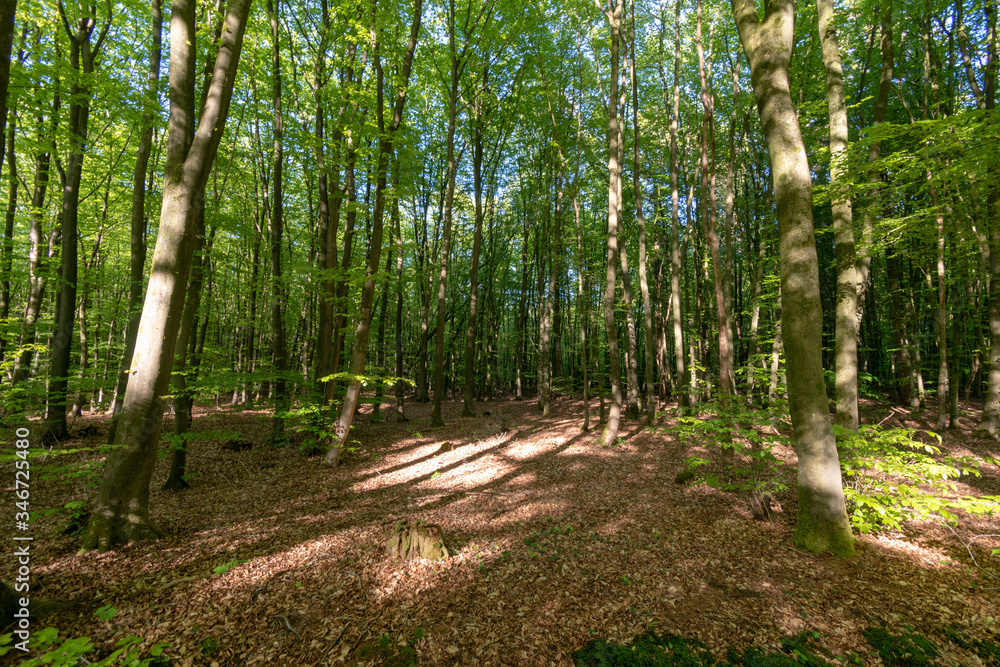 Obraz premium Ihlower Wald im Frühling