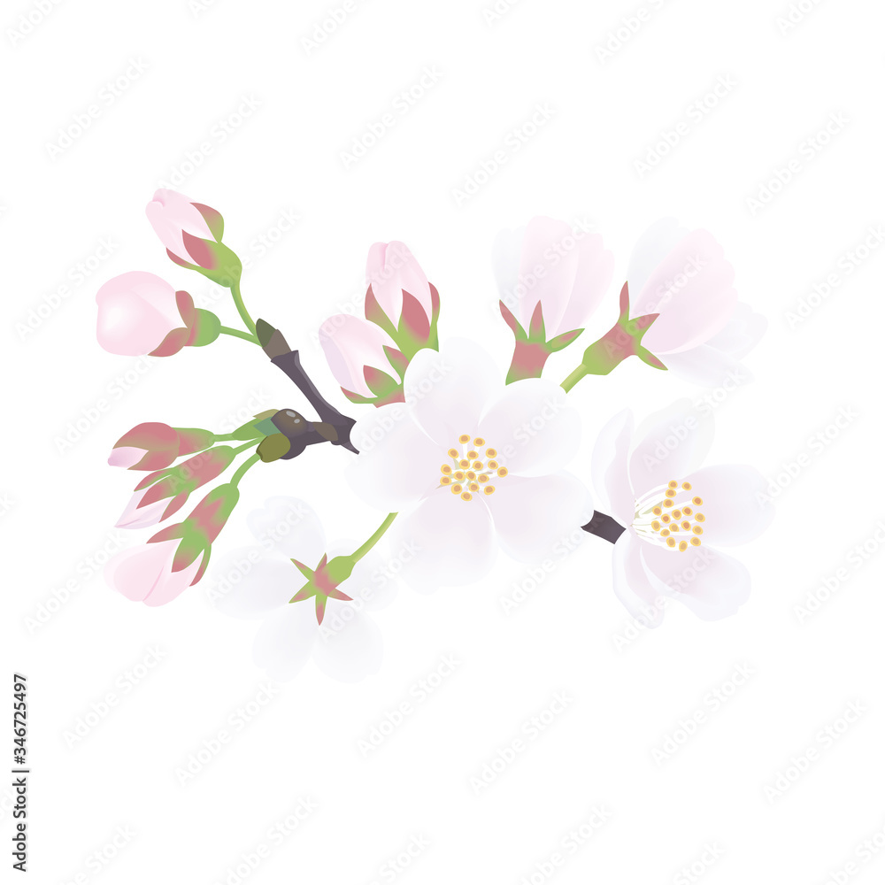 ソメイヨシノ ソメイヨシノ