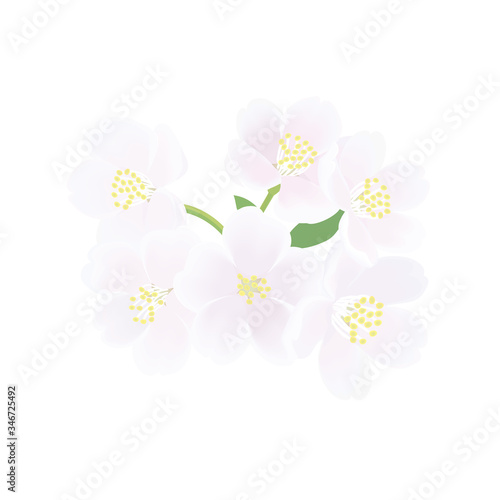 ソメイヨシノ