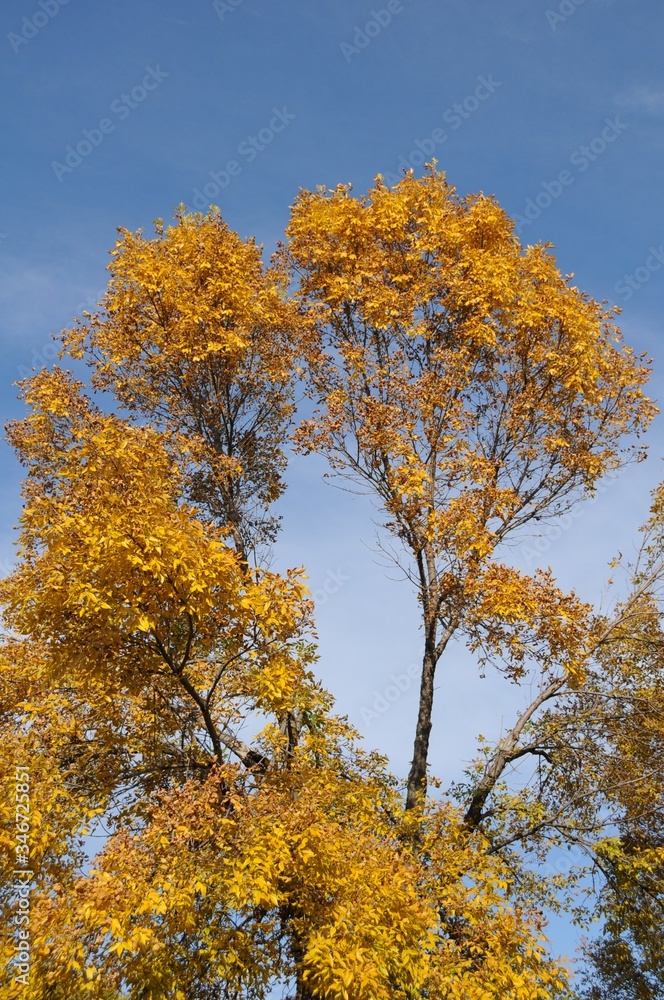 autumn tree fall park trees autumn tree fall park trees
