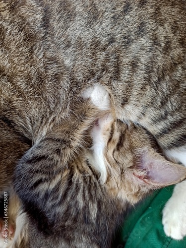 Newborn cat feeding style, sleepy