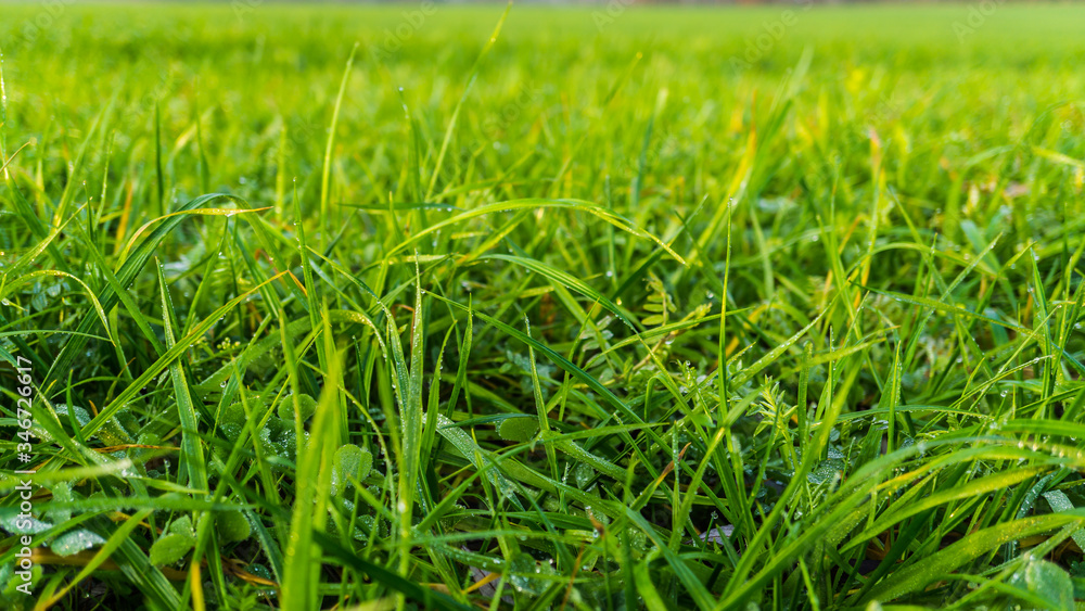 Makroaufnahme von Gras mit Tautropfen auf einer Wiese Makroaufnahme von Gras mit Tautropfen auf einer Wiese