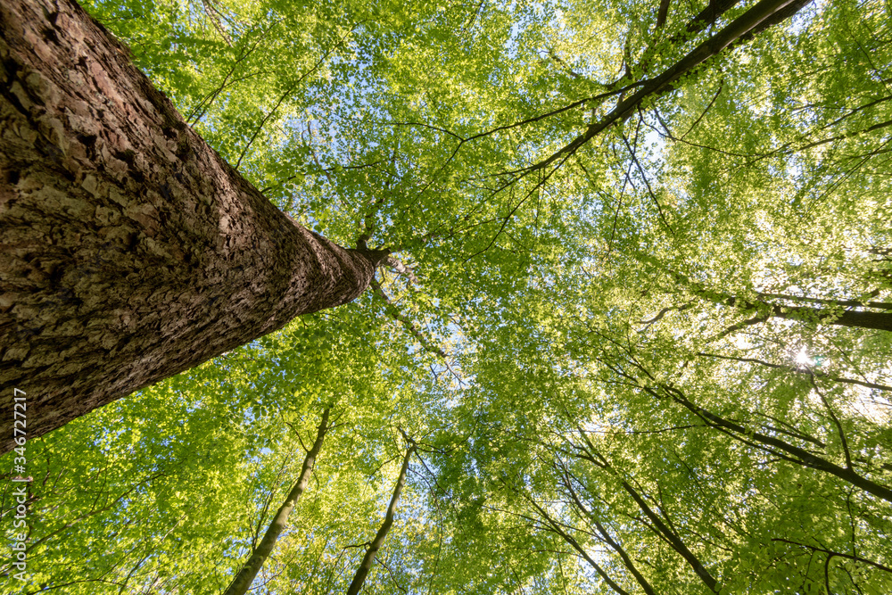Fototapeta premium Wald in Ihlow im Frühling