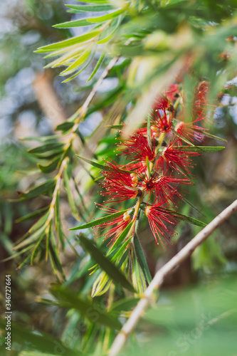 native Australian red callistemon bottlebrush plant outdoor in sunny backyard