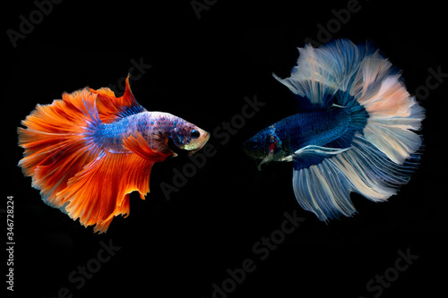 orange and blue fighting fish isolated on black background.Siamese fighting fish.  © Chinnachote