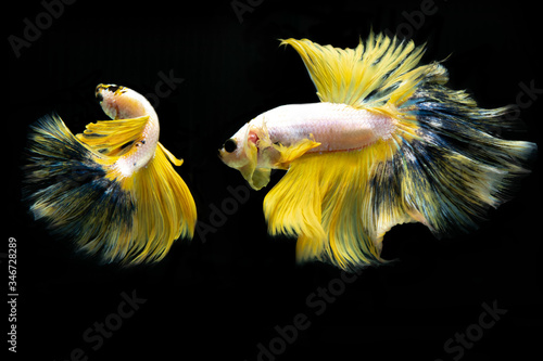 yellow fighting fish isolated on black background.Siamese fighting fish. 