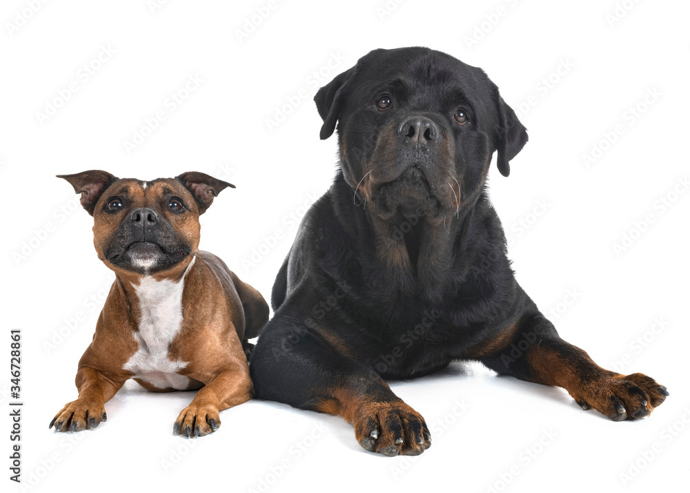 staffordshire bull terrier and rottweiler staffordshire bull terrier and rottweiler