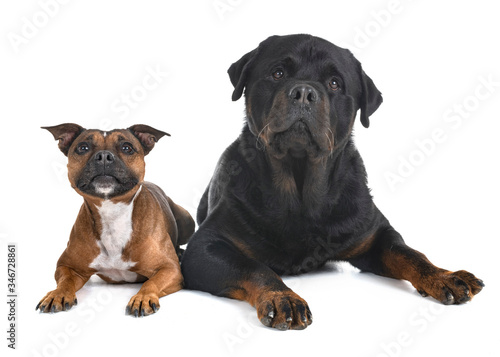 staffordshire bull terrier and rottweiler