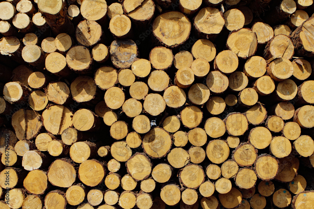 Wooden background, a lot of wood from round timber. Wooden background, a lot of wood from round timber.