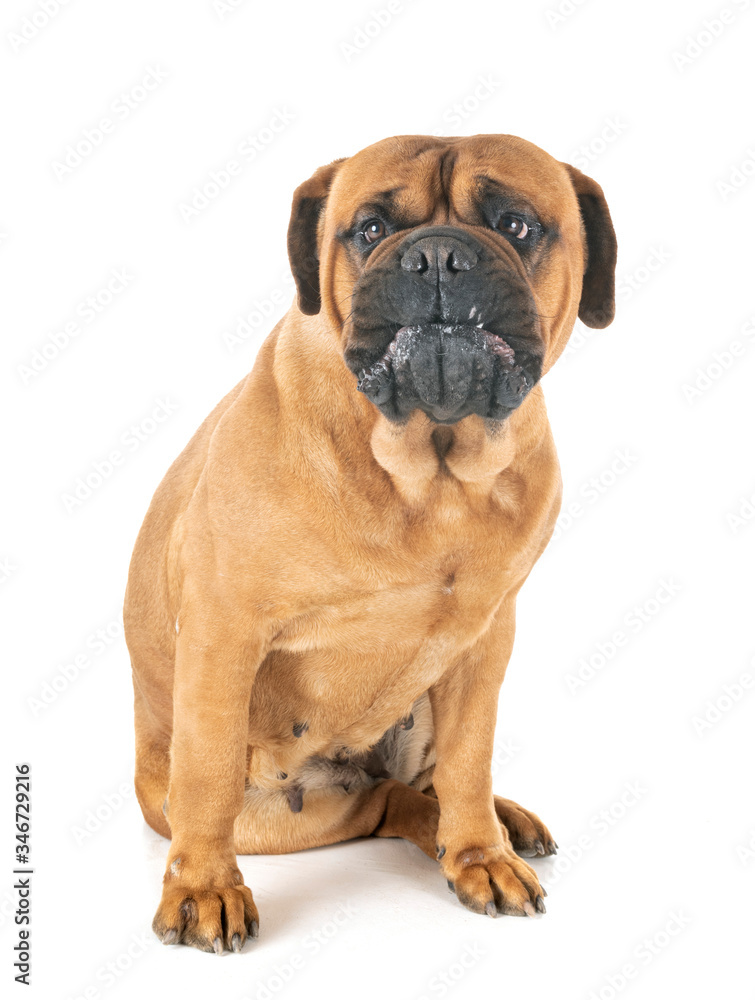 bullmastiff in studio bullmastiff in studio