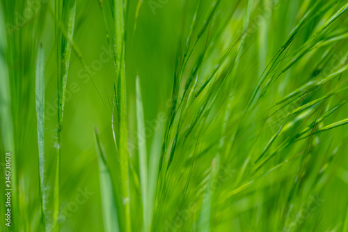 Gras, Closeup, Frühling