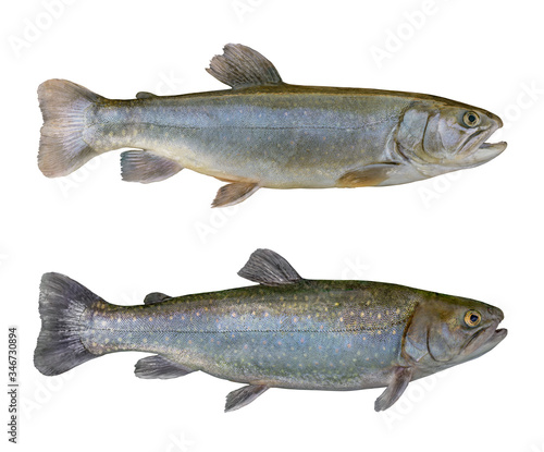 Fresh char fish isolated on white background (Salvelinus confluentus) photo