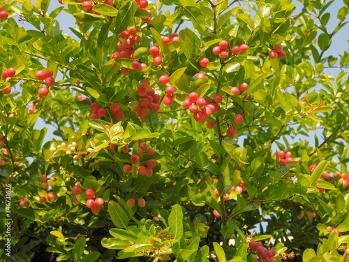 Close-up many red ripe fruit of Karanda fruits or Carunda, Christ's Thom, (Carissa carandas Linn.) blossom on branches with green leaves blurred background, the organic healthy fruit.