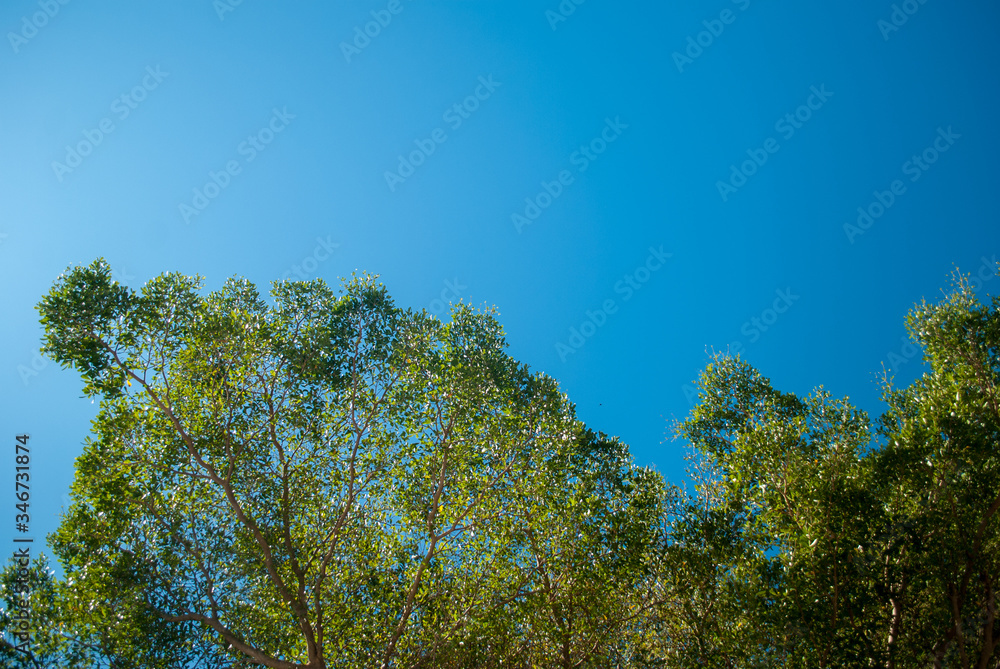 The background of the tree under the sky The background of the tree under the sky