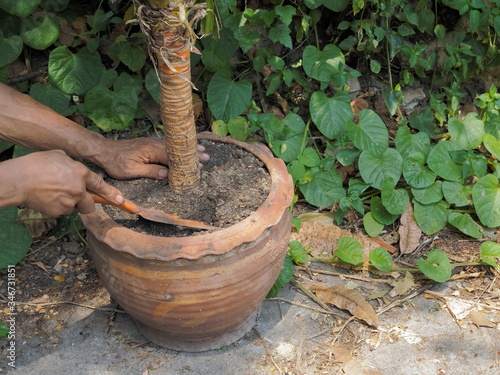 view the hand of gardener planting Dracaena loureiroi plant in flower pot. photo