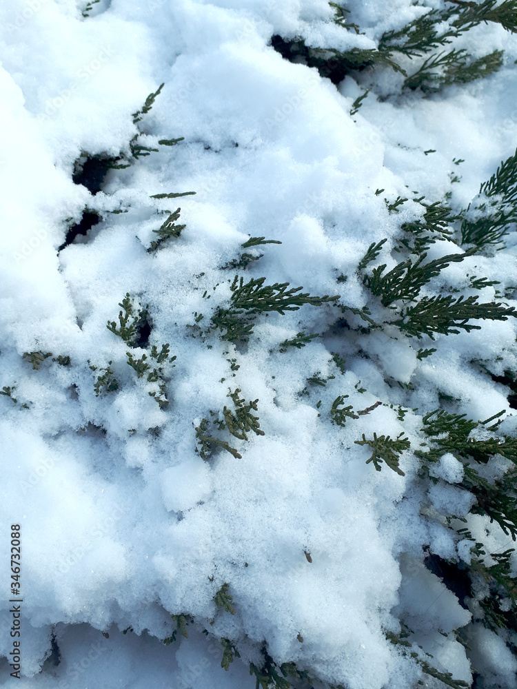 Thuja. Branches of an evergreen shrub under a snow cover. Winter time. Thuja. Branches of an evergreen shrub under a snow cover. Winter time.