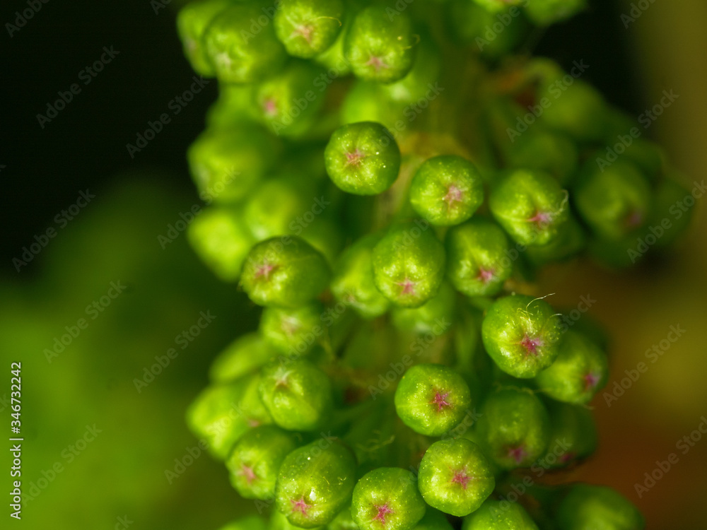 Baby Grapes Macro Close Up Baby Grapes Macro Close Up