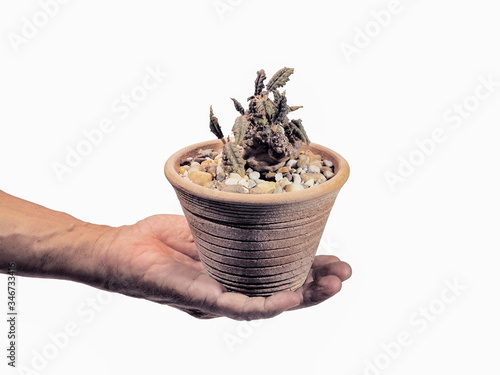 Close-up a Dorstenia foetida cactus in flower pot on hand isolated on white background.