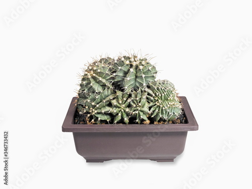 Close-up cristata cactus Gymnocalycium Cristata in flower pot isolated on white background.