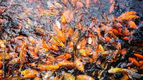 A traditional fish pond in China, Asia with big fat bright colorful carp fish, feeding fish, background