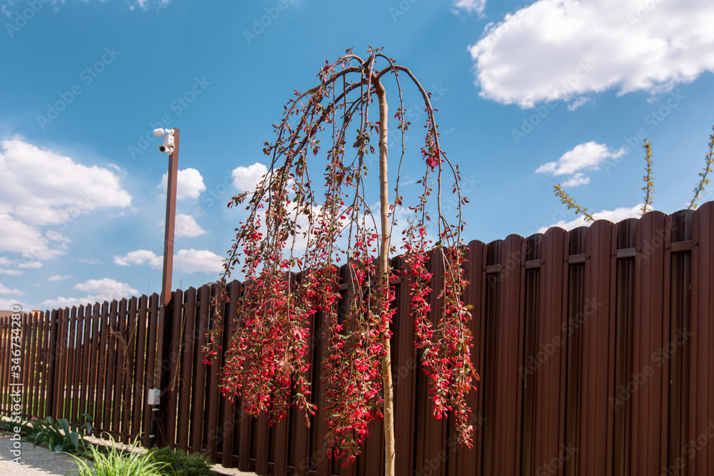 Pendulous branches cherry tree with new leaves and red flowers against brown fence and blue sky white clouds. Blossoming Weeping branches in a garden. Cherry blossom