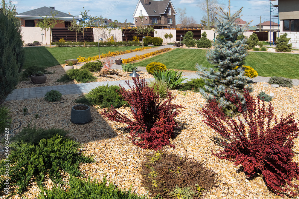 Conifer garden design. Modern garden design. Red and green bushes on gold gravel. Horticulture. Garden rockery featuring gravel bed and plants of different colors
