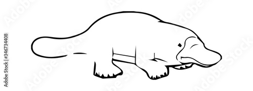 platypus on white background. Hits his tail on the ground