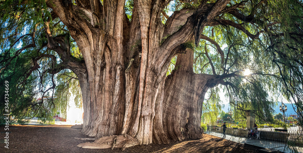 Photography tree El Tule