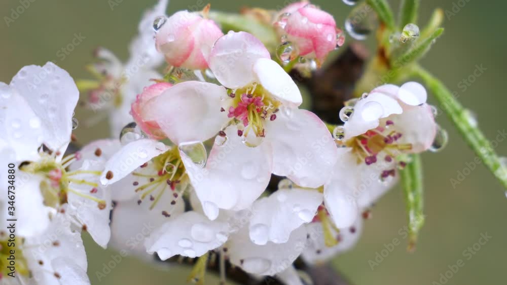 Cherry blossoms, in spring on nature, with dew drops. Cherry blossoms, in spring on nature, with dew drops.