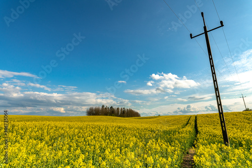 Fototapeta Naklejka Na Ścianę i Meble -  Warmia i Mazury. Rzepak. 