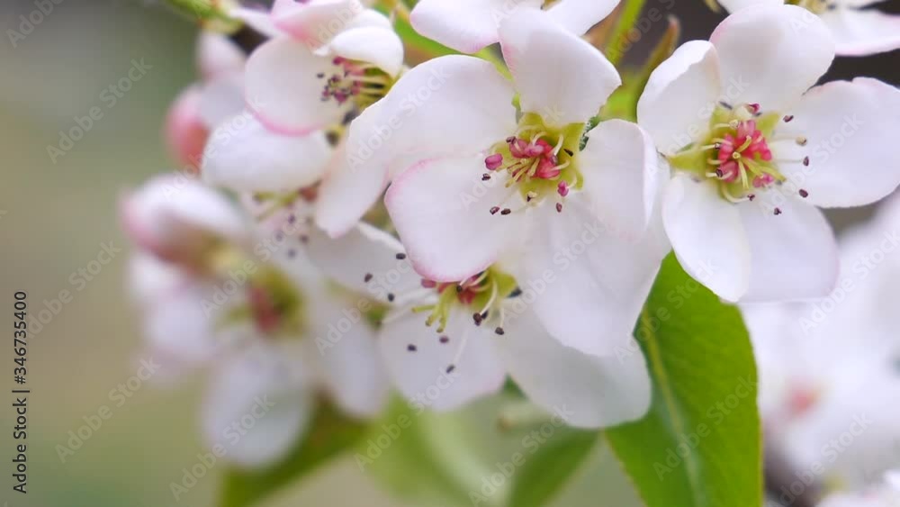 Cherry flowers with dew drops Cherry flowers with dew drops