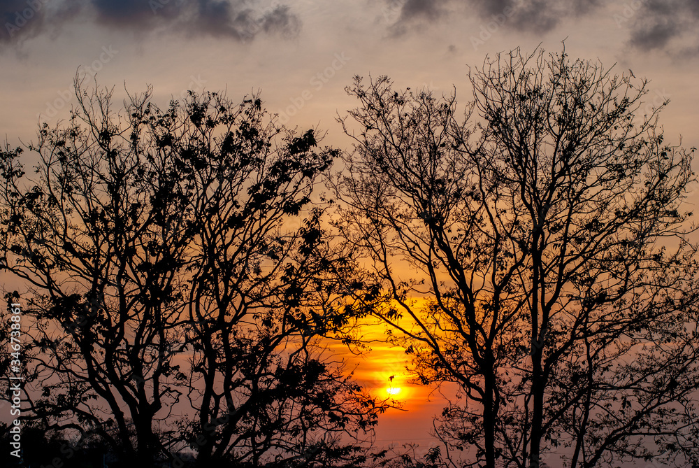 Sunset with the shadow of the tree