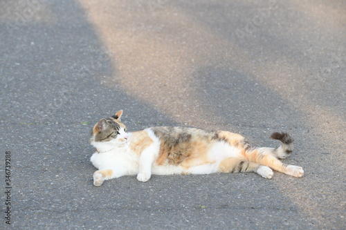 外猫（１０歳）