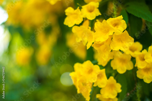 Yellow elder full bloom flower