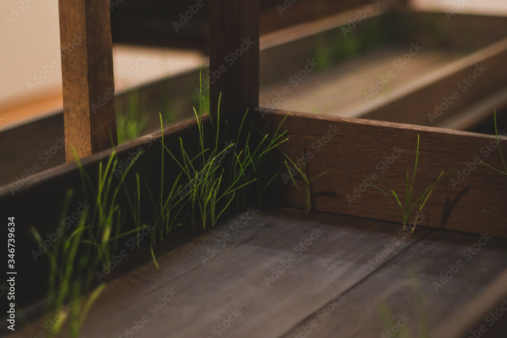 Green leaves of grass growing from wooden boards of a table. Interesting and curious growing of a plant or grass from a table. Soothing background. Green leaves of grass growing from wooden boards of a table. Interesting and curious growing of a plant or grass from a table. Soothing background.
