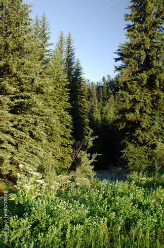 nature lake water landscape  river tree