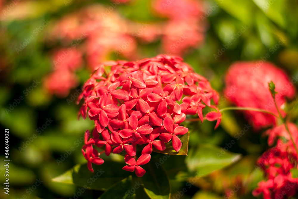 Outdoor pink ixora, needle flower in the garden, close up Outdoor pink ixora, needle flower in the garden, close up