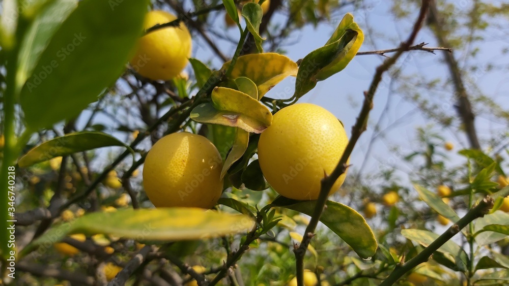 lemon tree in the garden