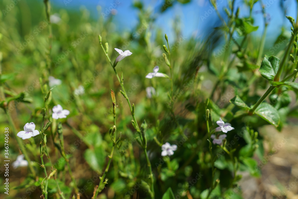 Plantes vertes et petites fleurs mauves dans la nature Plantes vertes et petites fleurs mauves dans la nature
