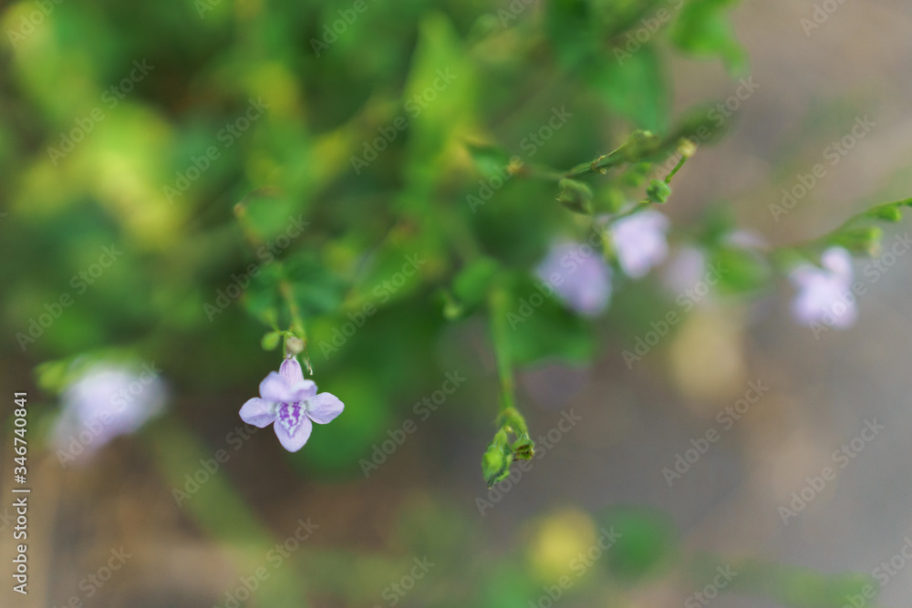 Plantes vertes et petites fleurs mauves dans la nature Plantes vertes et petites fleurs mauves dans la nature